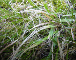 resized-blunt-lawn-mower