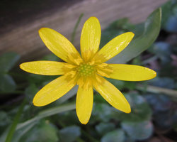 resized-celandine