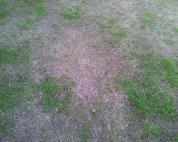 resized-compacted-earth