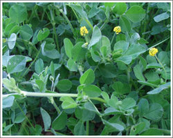 resized-lesser-trefoil-b