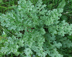 resized-ragwort300x300