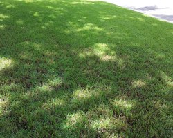 resized-shady-lawn