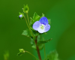 resized-speedwell-329542_1920