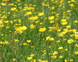 rsz_buttercups_ranunculus_repens_-_geographorguk_-_834285