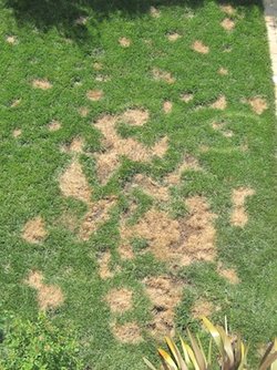 rsz_dog-urine-killing-grass