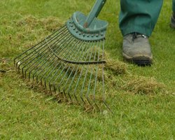 rsz_lawn-martinpope-large